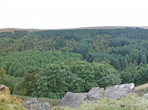 17: Foxlow Edge