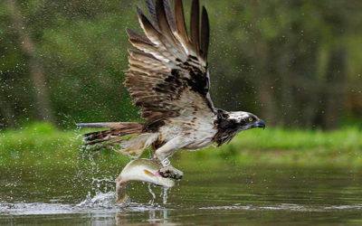 Birds of the Valley